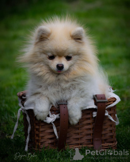Photo №2 to announcement № 14931 for the sale of pomeranian - buy in Russian Federation 