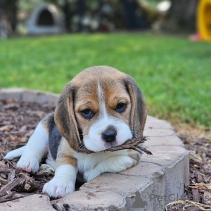 Additional photos: Beagle puppies are looking for