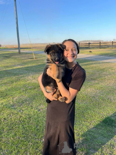 Photo №3. Healthy cute adorable German shepherd puppies now for sell. Germany