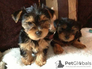 Photo №2 to announcement № 54799 for the sale of yorkshire terrier - buy in Finland breeder