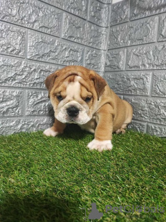 Photo №2 to announcement № 114655 for the sale of english bulldog - buy in Serbia breeder