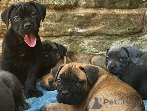 Photo №1. cane corso - for sale in the city of Milan | negotiated | Announcement № 163769