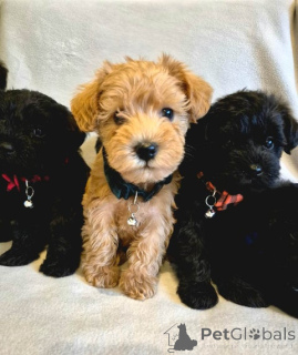Photo №2 to announcement № 172350 for the sale of poodle (toy) - buy in Austria breeder