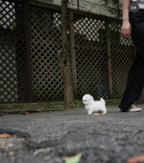 Photo №4. I will sell maltese dog in the city of Berlin. breeder - price - 671$