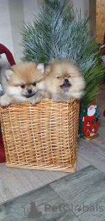 Photo №2 to announcement № 8600 for the sale of pomeranian - buy in Ukraine from nursery