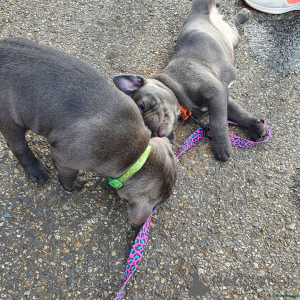 Photo №4. I will sell staffordshire bull terrier in the city of Arrondissement de Berchtesgaden-Campagne. private announcement - price - 392$