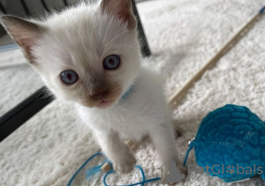 Photo №1. siamese cat - for sale in the city of Berlin | Is free | Announcement № 125414