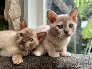 Photo №2 to announcement № 164818 for the sale of burmese cat - buy in Finland private announcement, breeder