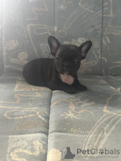 Photo №2 to announcement № 70686 for the sale of french bulldog - buy in Serbia private announcement