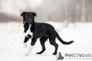 Photo №1. non-pedigree dogs - for sale in the city of Москва | Is free | Announcement № 33352