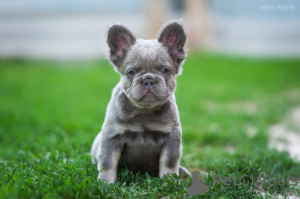 Photo №1.  - for sale in the city of Батуми | 1100$ | Announcement № 143403