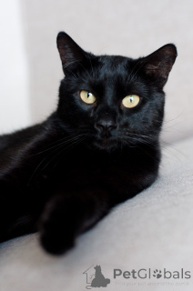 Photo №3. Teid luxurious tail. Belarus