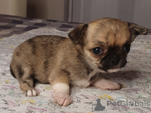 Photo №1. chihuahua - for sale in the city of Москва | 334$ | Announcement № 10134