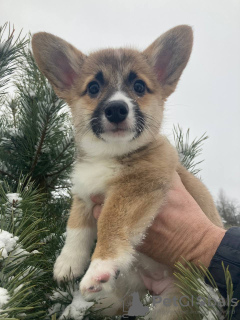 Additional photos: Welsh Corgi 3 months old (titled parents)