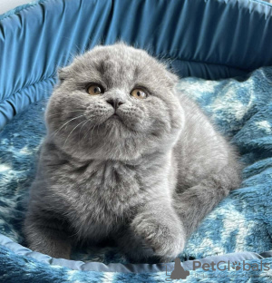 Photo №1. scottish fold - for sale in the city of Пршибрам | 15000$ | Announcement № 75130