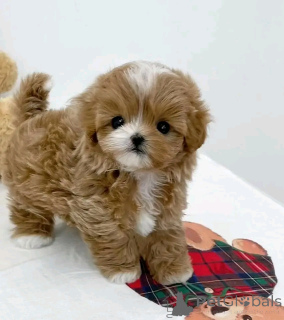 Photo №3. Teacup maltipoo Welpen zur Adoption. Germany