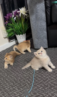 Photo №1. british shorthair - for sale in the city of Bernburg | 361$ | Announcement № 172287
