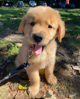 Photo №3. He cute and adorable golden retriever puppies available now. New Zealand