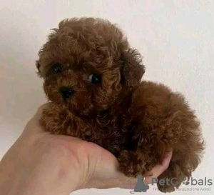 Photo №2 to announcement № 133953 for the sale of poodle (royal) - buy in United States 