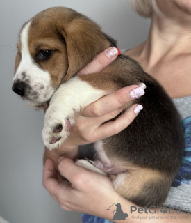 Photo №1. beagle - for sale in the city of Calabasas | 280$ | Announcement № 102244