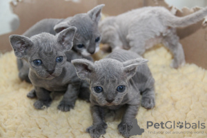 Photo №1. devon rex - for sale in the city of Франкфурт-на-Майне | 423$ | Announcement № 79246