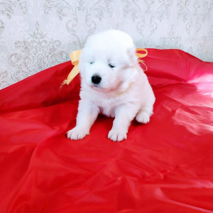 Photo №4. I will sell samoyed dog in the city of Brovary. private announcement - price - 443$