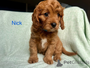 Photo №2 to announcement № 144460 for the sale of cavalier king charles spaniel - buy in Austria breeder