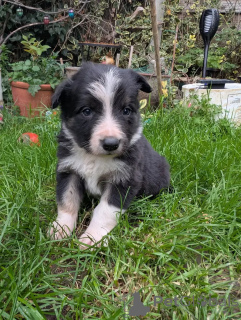 Photo №2 to announcement № 175703 for the sale of border collie - buy in Germany private announcement