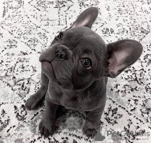 Photo №1. french bulldog - for sale in the city of Manzini | negotiated | Announcement № 95679