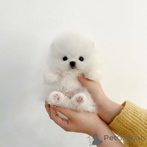 Photo №3. Cute pomeranian puppies available. Belgium