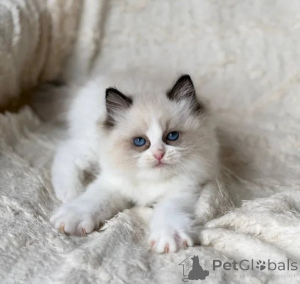 Photo №1. ragdoll - for sale in the city of Nettetal | 361$ | Announcement № 177650