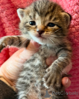 Photo №1. bengal cat - for sale in the city of Munich | 593$ | Announcement № 150621