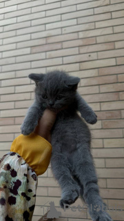 Photo №1. british shorthair - for sale in the city of New York | 300$ | Announcement № 118015