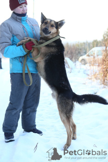 Photo №4. I will sell non-pedigree dogs in the city of Краснокамск. from the shelter - price - Is free