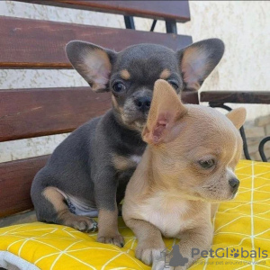 Photo №1. chihuahua - for sale in the city of Vilnius | negotiated | Announcement № 119704