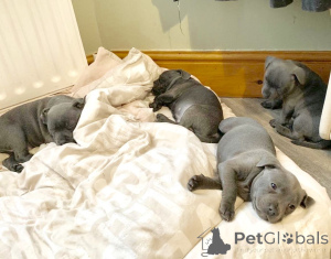 Photo №2 to announcement № 168441 for the sale of staffordshire bull terrier - buy in Sweden private announcement, breeder
