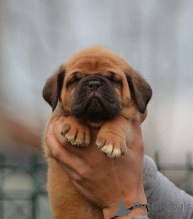 Additional photos: Bordeaux mastiff