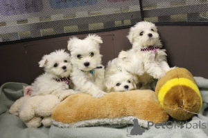 Photo №1. west highland white terrier - for sale in the city of Vaslui | negotiated | Announcement № 165242
