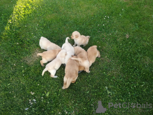 Photo №3. Labrador puppies with pedigree. Poland