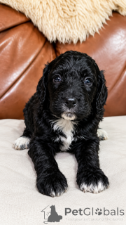 Photo №1. non-pedigree dogs - for sale in the city of Enköping | negotiated | Announcement № 169703