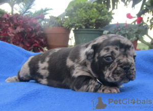 Photo №1. french bulldog - for sale in the city of Бомбаррал | 988$ | Announcement № 29999