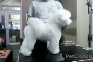 Additional photos: Bichon Frize (Curly Bichon) top male