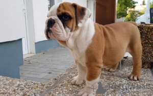 Photo №2 to announcement № 103480 for the sale of english bulldog - buy in Germany 