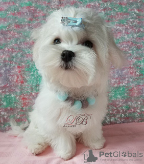 Photo №1. maltese dog - for sale in the city of Kiev | 1500$ | Announcement № 17642