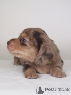 Photo №2 to announcement № 159638 for the sale of dachshund - buy in Iceland private announcement