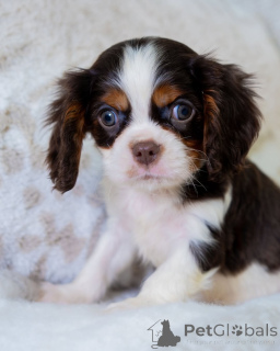 Photo №1. cavalier king charles spaniel - for sale in the city of Berga | 568$ | Announcement № 157765