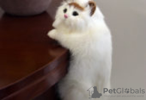 Photo №1. siamese cat - for sale in the city of Förby | Is free | Announcement № 128442