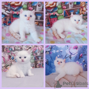 Photo №2 to announcement № 33350 for the sale of scottish fold - buy in Belarus private announcement