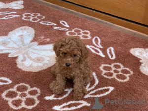 Photo №2 to announcement № 11315 for the sale of poodle (toy) - buy in Russian Federation private announcement