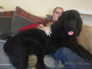 Photo №3. Newfoundland puppies. Belgium